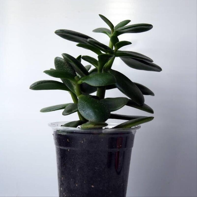 金錢樹的養殖方法和注意事項 金錢樹的養殖方法和注意事項