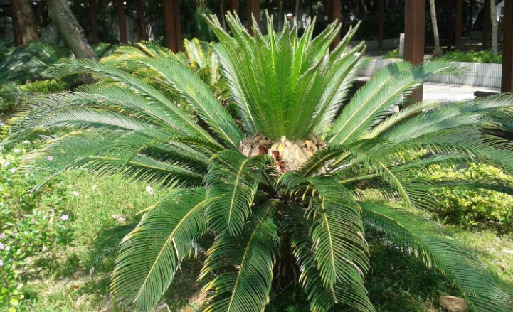 鐵樹(shù)價(jià)格一般多少(鐵樹(shù)價(jià)格和種植技巧) 鐵樹(shù)價(jià)格一般多少(鐵樹(shù)價(jià)格和種植技巧)