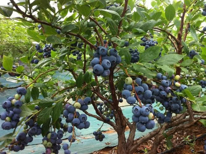 藍莓樹苗怎么種植(藍莓樹的栽培和管理技術) 藍莓樹苗怎么種植(藍莓樹的栽培和管理技術)