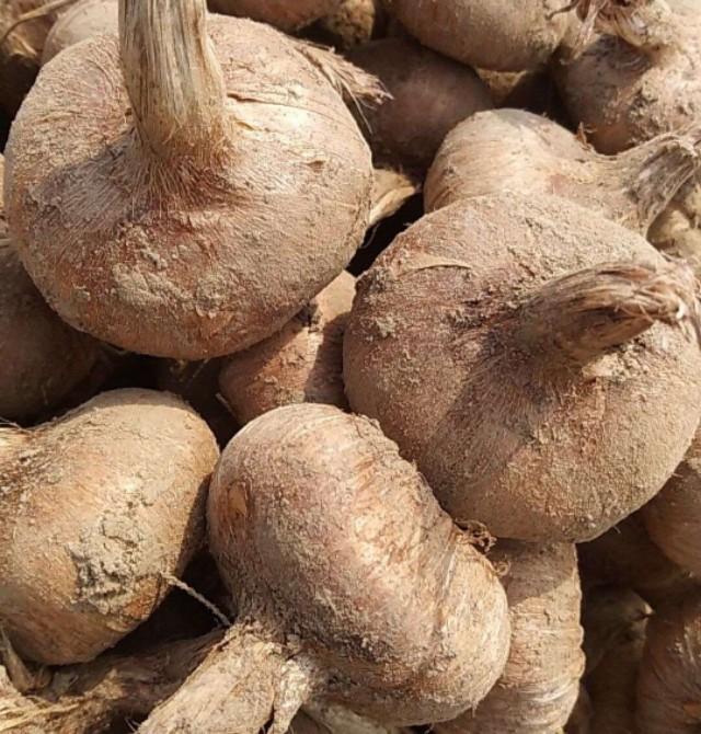 西紅花種子怎么種什么時候種(西紅花種子的種植方法) 西紅花種子怎么種什么時候種(西紅花種子的種植方法)