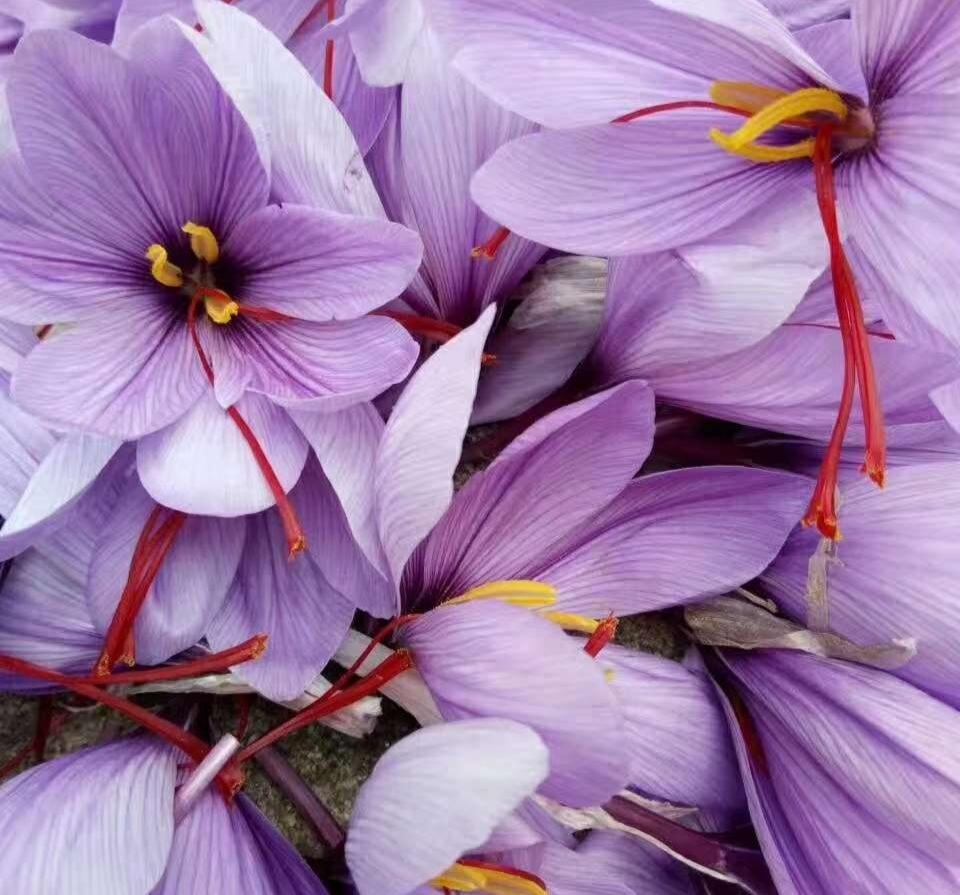 西紅花種子怎么種什么時候種(西紅花種子的種植方法) 西紅花種子怎么種什么時候種(西紅花種子的種植方法)