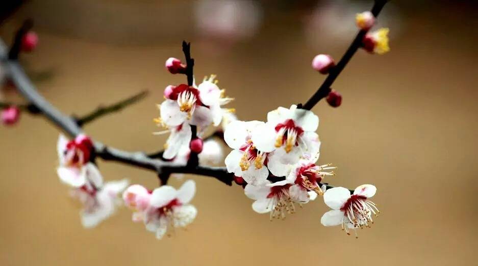 梅花的品質和精神象征什么(梅花代表的精神品質和寓意) 梅花的品質和精神象征什么(梅花代表的精神品質和寓意)