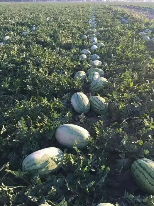 西瓜產地哪里最好(中國10大優質西瓜產地) 西瓜產地哪里最好(中國10大優質西瓜產地)