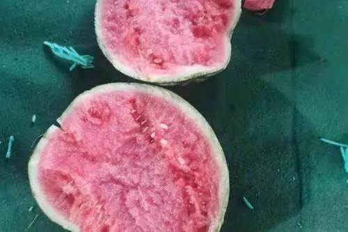 西瓜產地哪里最好(中國10大優質西瓜產地) 西瓜產地哪里最好(中國10大優質西瓜產地)