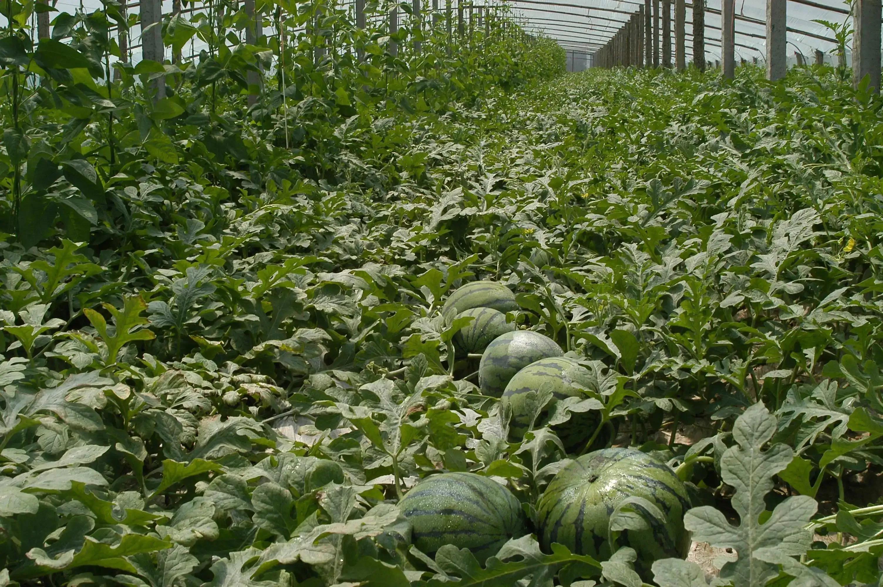 西瓜產地哪里最好(中國10大優質西瓜產地) 西瓜產地哪里最好(中國10大優質西瓜產地)