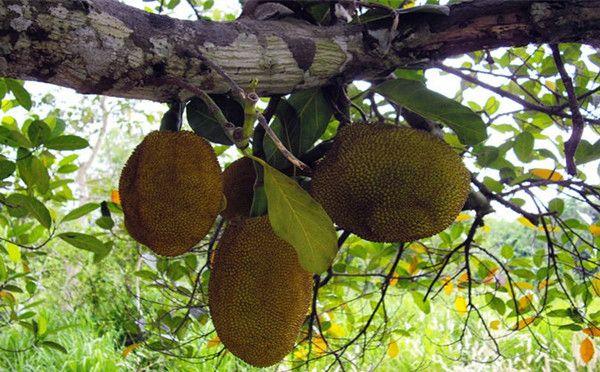 榴蓮原產地是中國嗎(榴蓮產地和傳入時間) 榴蓮原產地是中國嗎(榴蓮產地和傳入時間)