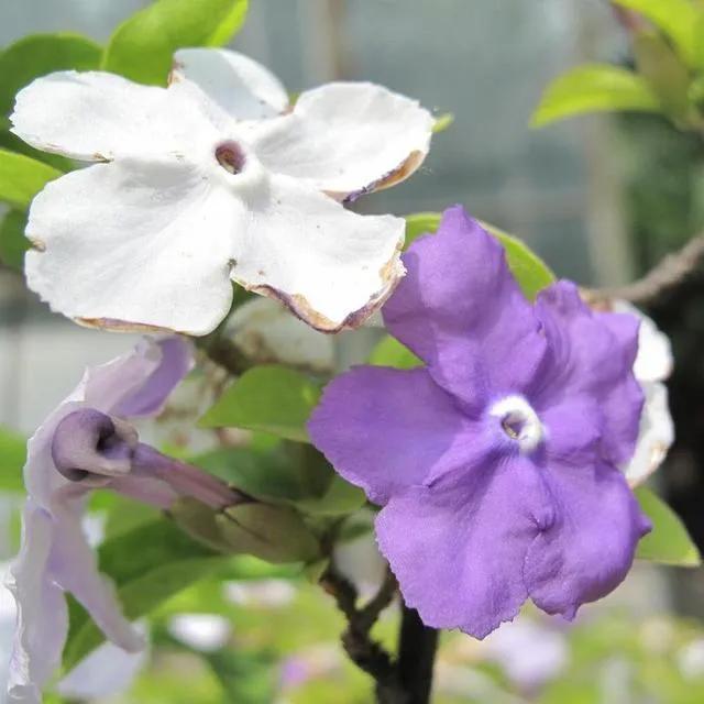 茉莉花怎么養才長得好(種植茉莉花的4個技巧) 菠蘿和鳳梨是一個物種嗎(菠蘿和鳳梨的區別)