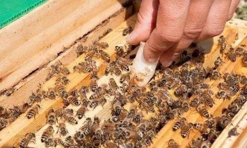 蜂王交尾失敗的補救方法 蜂王交尾失敗的補救方法