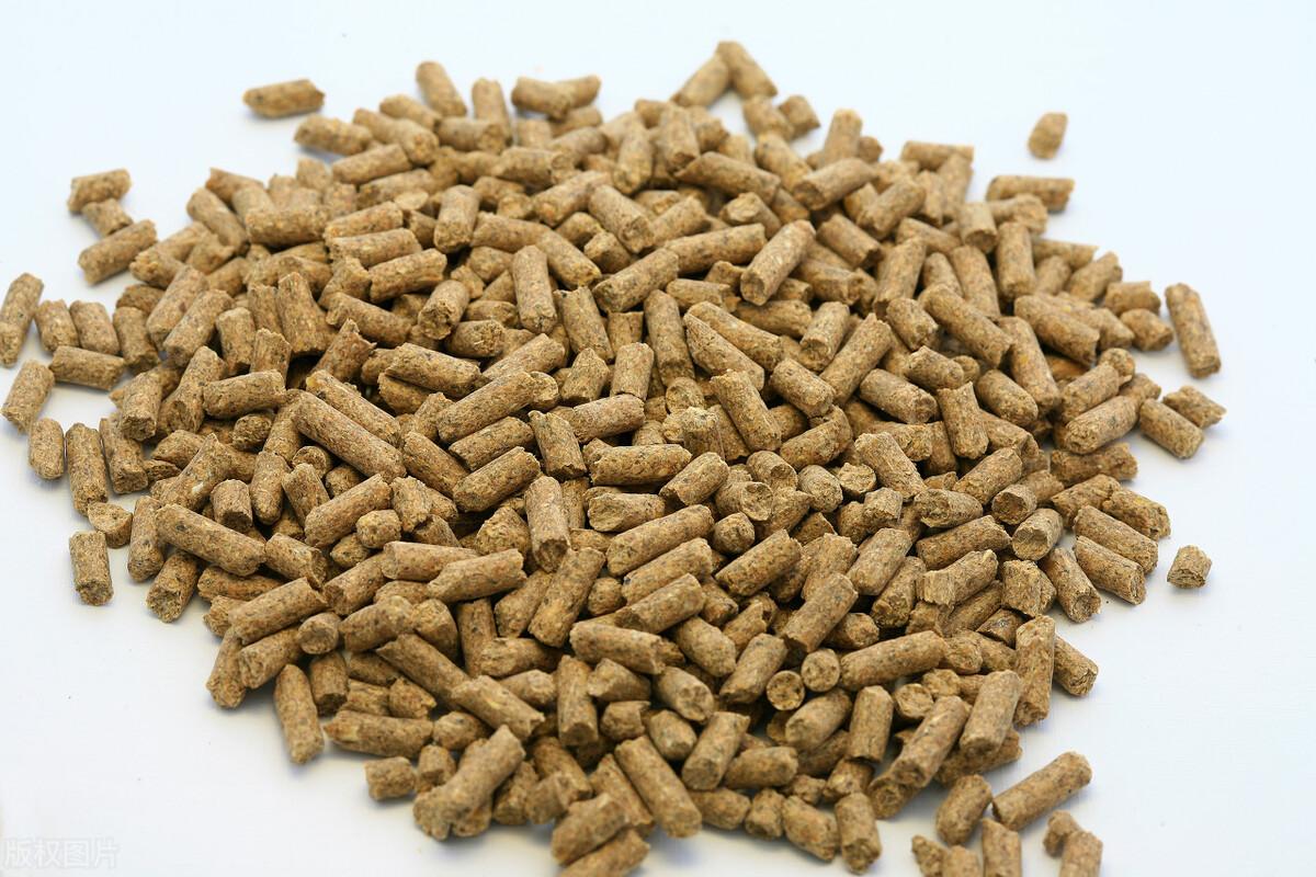 豬喜歡吃什么食物(家豬的食物種類和常見飼料) 豬喜歡吃什么食物(家豬的食物種類和常見飼料)