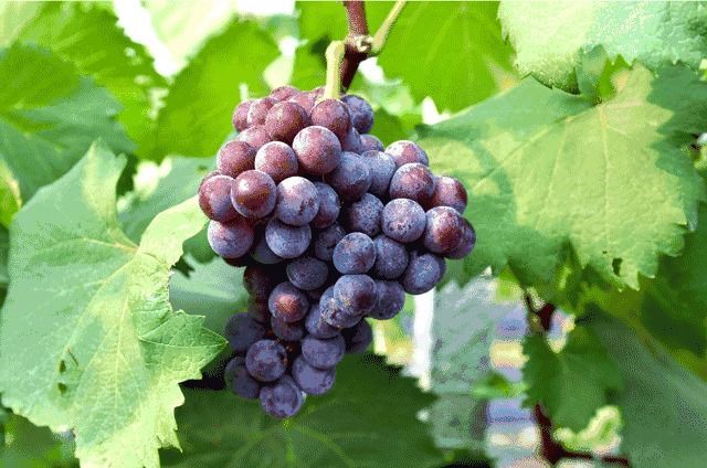 巨峰葡萄為什么叫巨峰(巨峰葡萄名字由來及特點) 巨峰葡萄為什么叫巨峰(巨峰葡萄名字由來及特點)