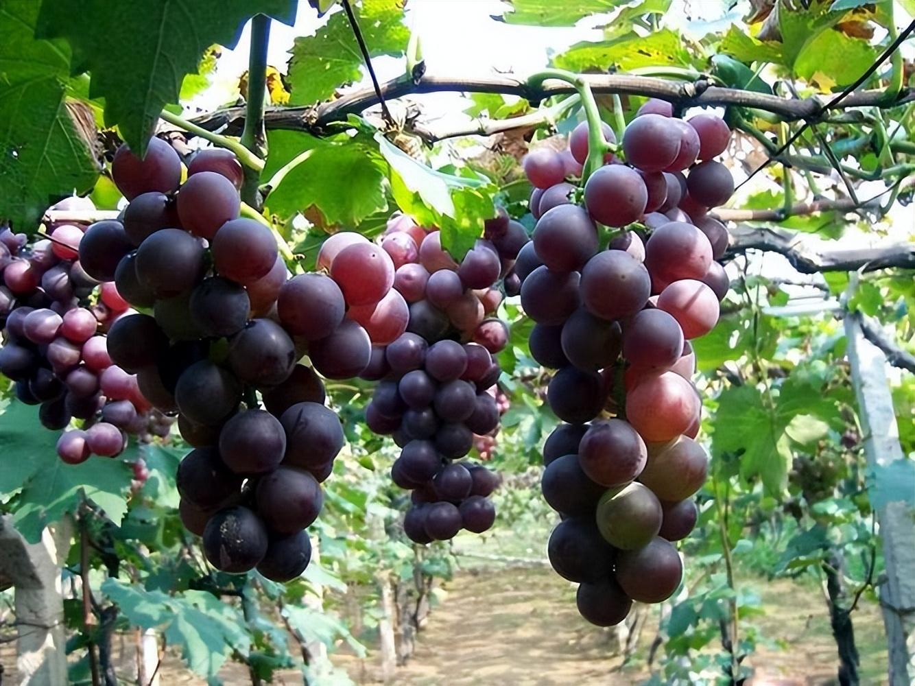 巨峰葡萄為什么叫巨峰(巨峰葡萄名字由來及特點) 巨峰葡萄為什么叫巨峰(巨峰葡萄名字由來及特點)