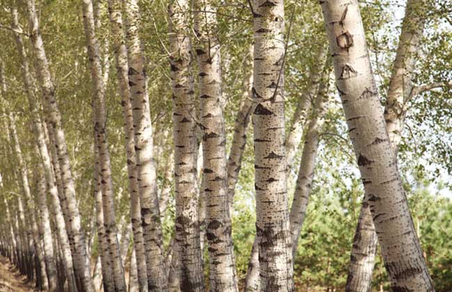 柏楊樹是什么植物(了解柏楊樹的特點(diǎn)和栽培方法) 柏楊樹是什么植物(了解柏楊樹的特點(diǎn)和栽培方法)