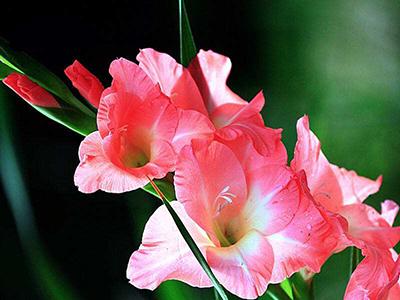 劍蘭的養殖方法和注意事項大全（劍蘭的日常養護）