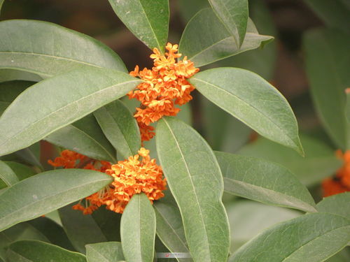 金桂和丹桂的分辨方法(丹桂和金桂的區別) 金桂和丹桂的分辨方法(丹桂和金桂的區別)