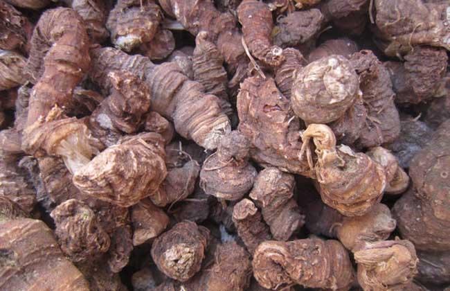 七葉一枝花市場價格多少錢一斤(七葉一枝花2023年最新價格) 七葉一枝花市場價格多少錢一斤(七葉一枝花2023年最新價格)