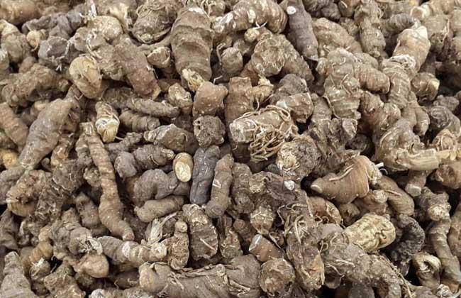 七葉一枝花市場價格多少錢一斤(七葉一枝花2023年最新價格) 七葉一枝花市場價格多少錢一斤(七葉一枝花2023年最新價格)