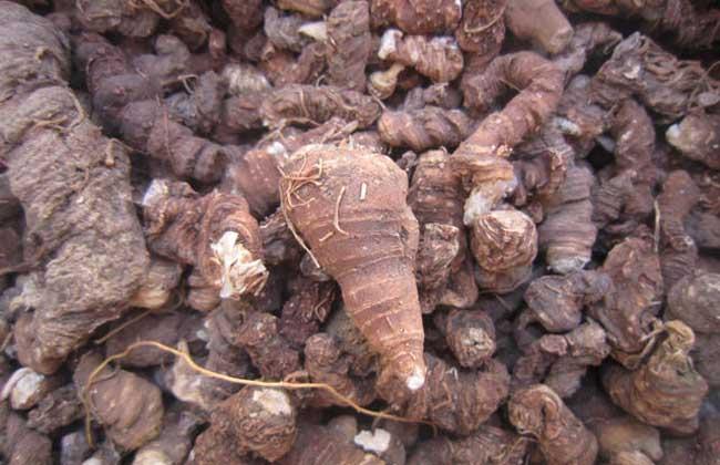 七葉一枝花市場價格多少錢一斤(七葉一枝花2023年最新價格) 七葉一枝花市場價格多少錢一斤(七葉一枝花2023年最新價格)