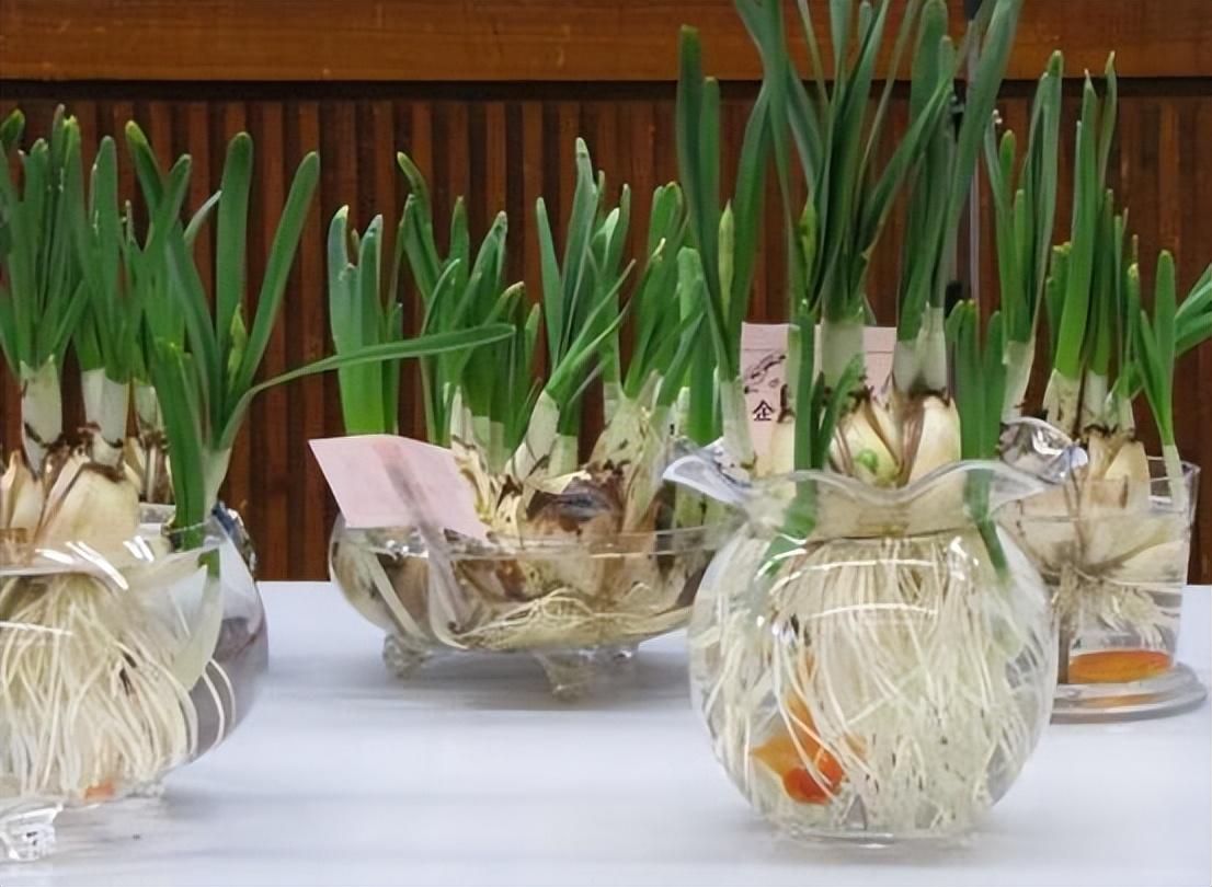 水仙花的養殖方法和注意事項(水培土培水仙花正確養法) 水仙花的養殖方法和注意事項(水培土培水仙花正確養法)