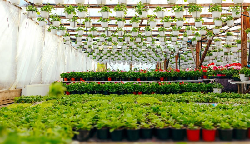 水仙花的養殖方法和注意事項(水培土培水仙花正確養法) 水仙花的養殖方法和注意事項(水培土培水仙花正確養法)