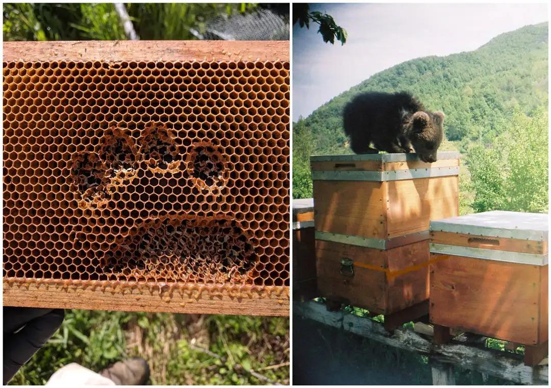 蜜蜂為什么老是圍著我轉(zhuǎn)(蜜蜂圍著轉(zhuǎn)的意思) 蜜蜂為什么老是圍著我轉(zhuǎn)(蜜蜂圍著轉(zhuǎn)的意思)