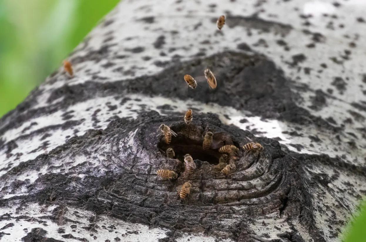 蜜蜂為什么老是圍著我轉(zhuǎn)(蜜蜂圍著轉(zhuǎn)的意思) 蜜蜂為什么老是圍著我轉(zhuǎn)(蜜蜂圍著轉(zhuǎn)的意思)