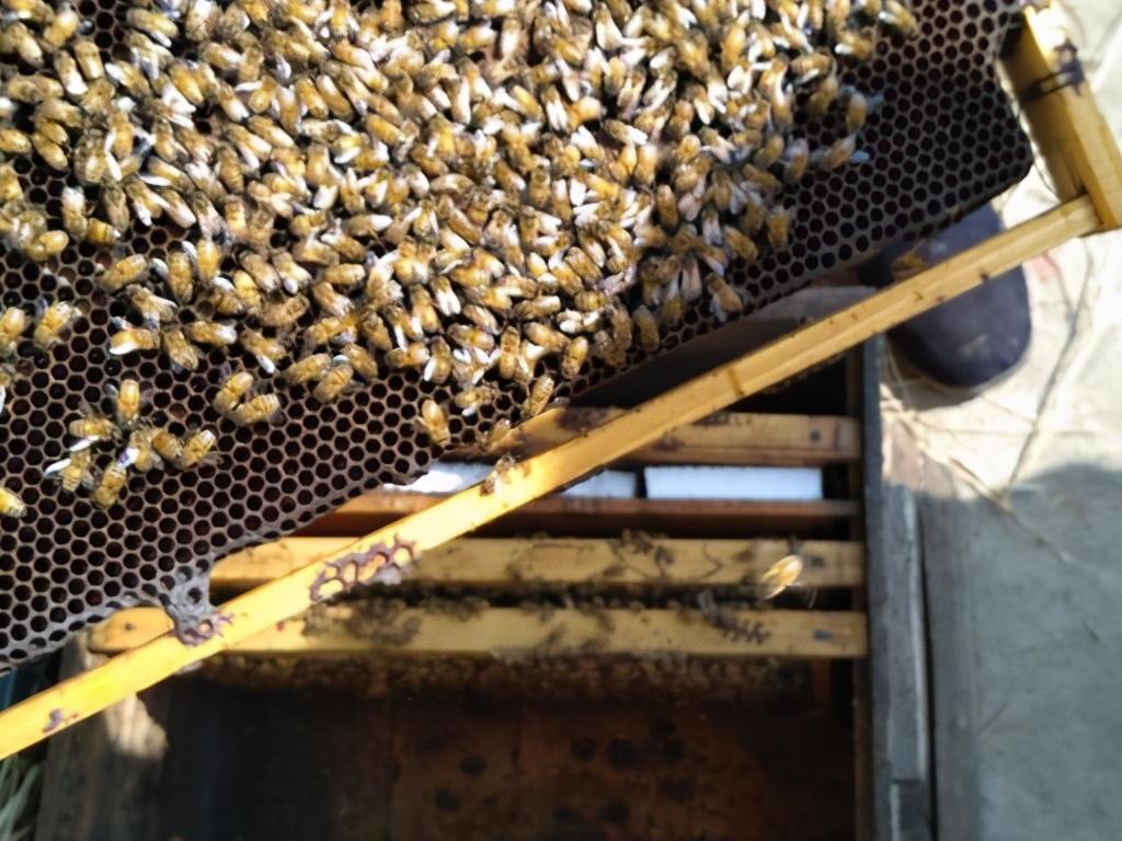 養(yǎng)蜂如何加蜂脾(正確添加蜂脾的技巧) 養(yǎng)蜂如何加蜂脾(正確添加蜂脾的技巧)