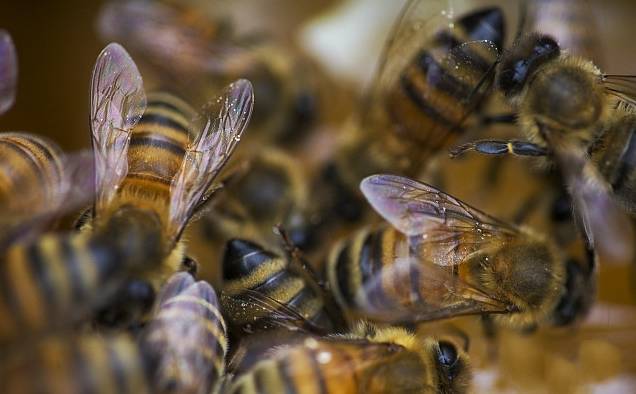 雄蜂的職責是干什么的(雄蜂的用處) 雄蜂的職責是干什么的(雄蜂的用處)