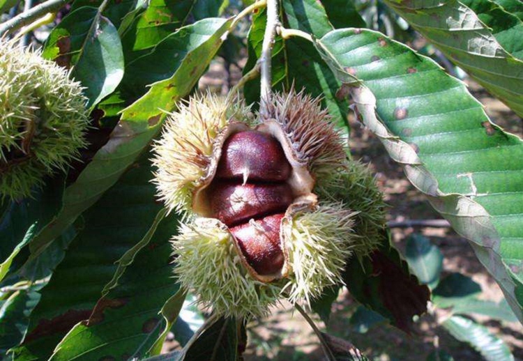 板栗樹(shù)幾年能開(kāi)花結(jié)果(板栗樹(shù)開(kāi)花結(jié)果時(shí)間) 板栗樹(shù)幾年能開(kāi)花結(jié)果(板栗樹(shù)開(kāi)花結(jié)果時(shí)間)