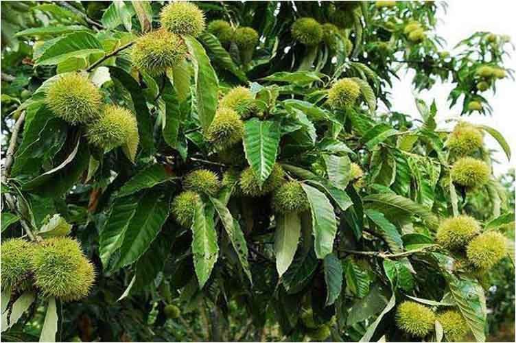 板栗樹(shù)幾年能開(kāi)花結(jié)果(板栗樹(shù)開(kāi)花結(jié)果時(shí)間) 板栗樹(shù)幾年能開(kāi)花結(jié)果(板栗樹(shù)開(kāi)花結(jié)果時(shí)間)