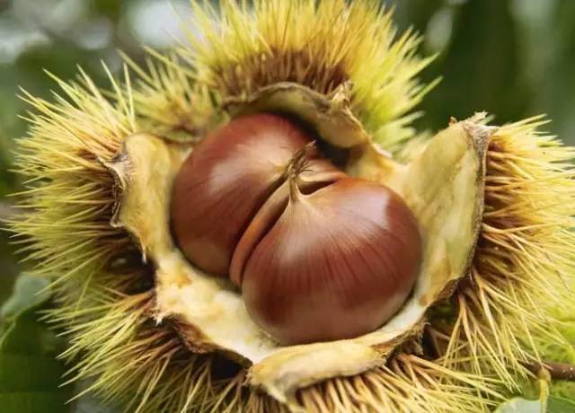 板栗樹(shù)幾年能開(kāi)花結(jié)果(板栗樹(shù)開(kāi)花結(jié)果時(shí)間) 板栗樹(shù)幾年能開(kāi)花結(jié)果(板栗樹(shù)開(kāi)花結(jié)果時(shí)間)