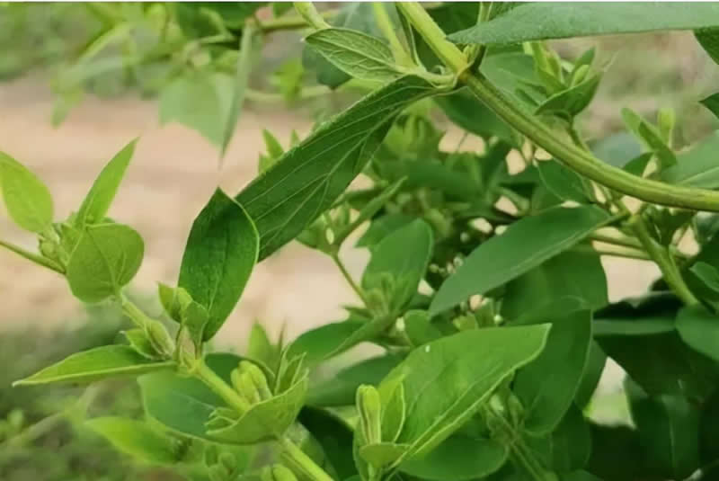 金銀花產(chǎn)地在哪里(金銀花產(chǎn)地主要分布) 金銀花產(chǎn)地在哪里(金銀花產(chǎn)地主要分布)