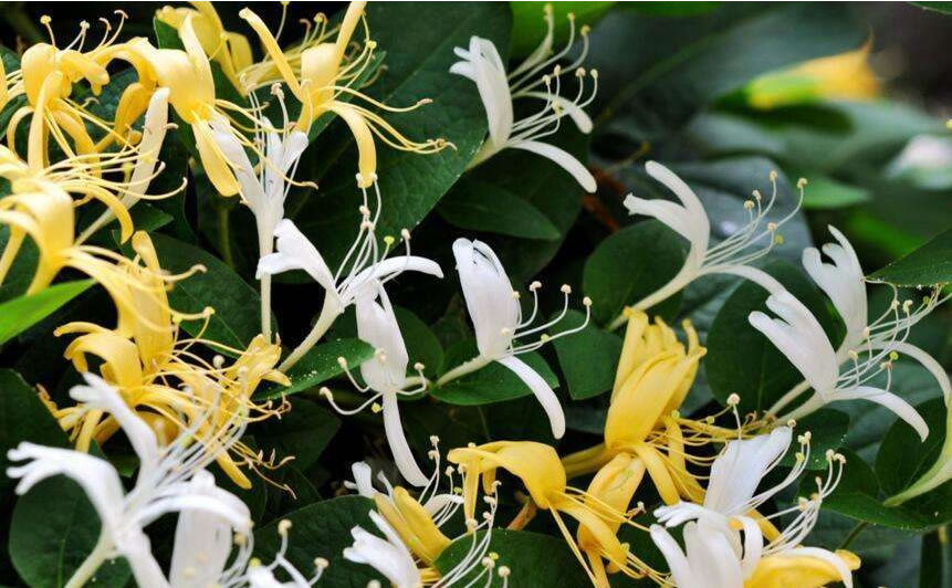 金銀花產(chǎn)地在哪里(金銀花產(chǎn)地主要分布) 金銀花產(chǎn)地在哪里(金銀花產(chǎn)地主要分布)