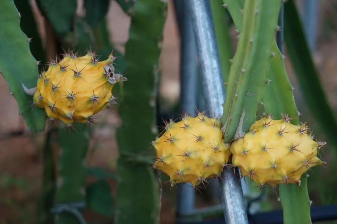 火龍果是仙人掌的果實(shí)嗎 火龍果是仙人掌的果實(shí)嗎