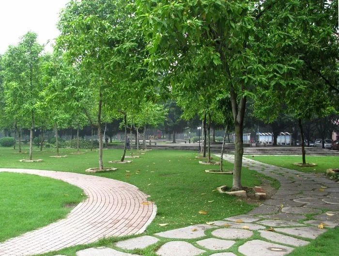 白蘭樹怎么種植(白蘭樹的種植和養護方法) 白蘭樹怎么種植(白蘭樹的種植和養護方法)