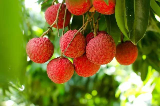 荔枝的英文怎么讀(荔枝的英文單詞讀寫(xiě)) 荔枝的英文怎么讀(荔枝的英文單詞讀寫(xiě))