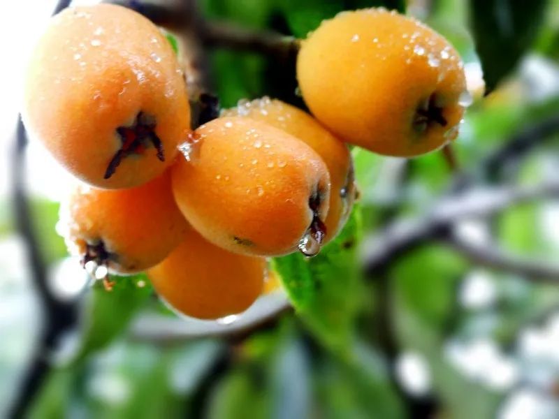 枇杷的英文怎么寫(枇杷的英文讀寫和發音) 枇杷的英文怎么寫(枇杷的英文讀寫和發音)