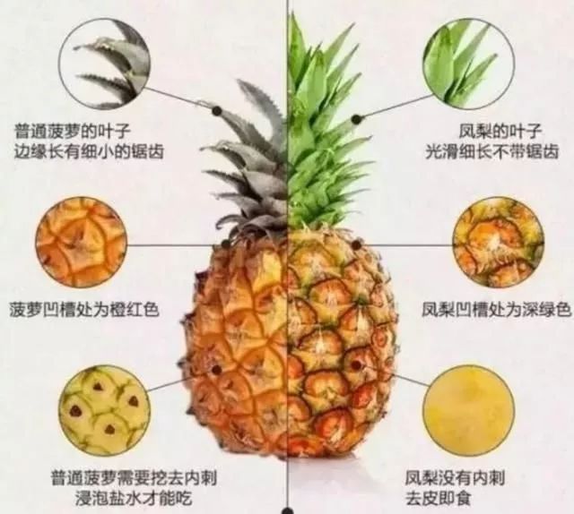 菠蘿和鳳梨有什么區別(菠蘿和鳳梨的區分方法) 菠蘿和鳳梨有什么區別(菠蘿和鳳梨的區分方法)