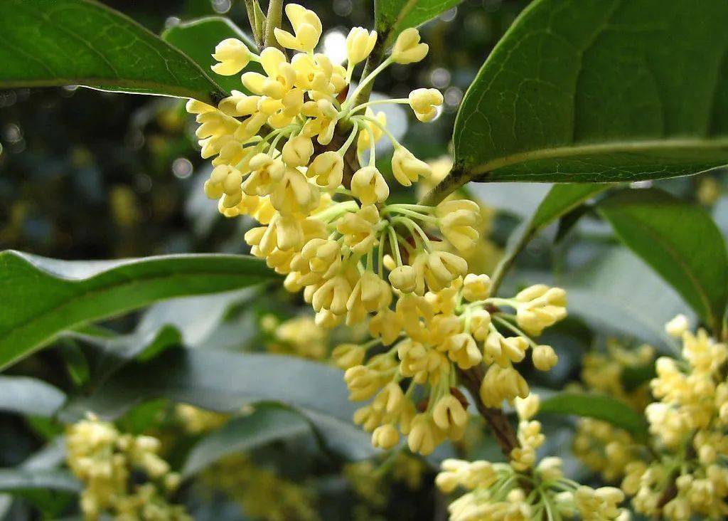 桂花產地在哪里(桂花的生長環境) 桂花產地在哪里(桂花的生長環境)