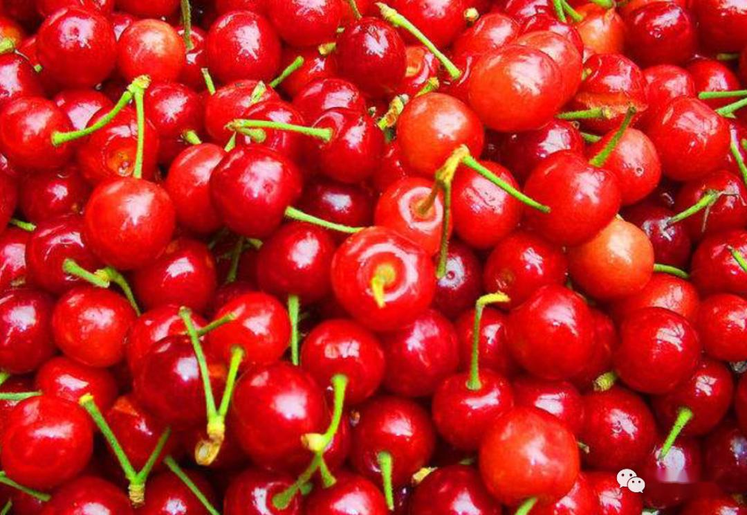 車厘子是櫻桃的一種嗎(車厘子和櫻桃的區別) 車厘子是櫻桃的一種嗎(車厘子和櫻桃的區別)