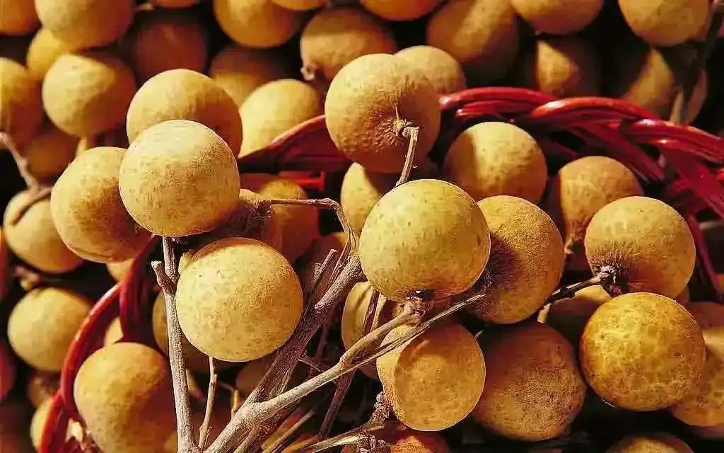 龍眼產地在哪里(十大優(yōu)質龍眼產地) 龍眼產地在哪里(十大優(yōu)質龍眼產地)