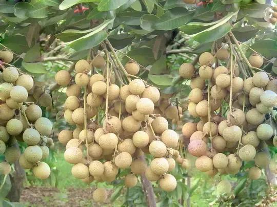 龍眼產地在哪里(十大優(yōu)質龍眼產地) 龍眼產地在哪里(十大優(yōu)質龍眼產地)