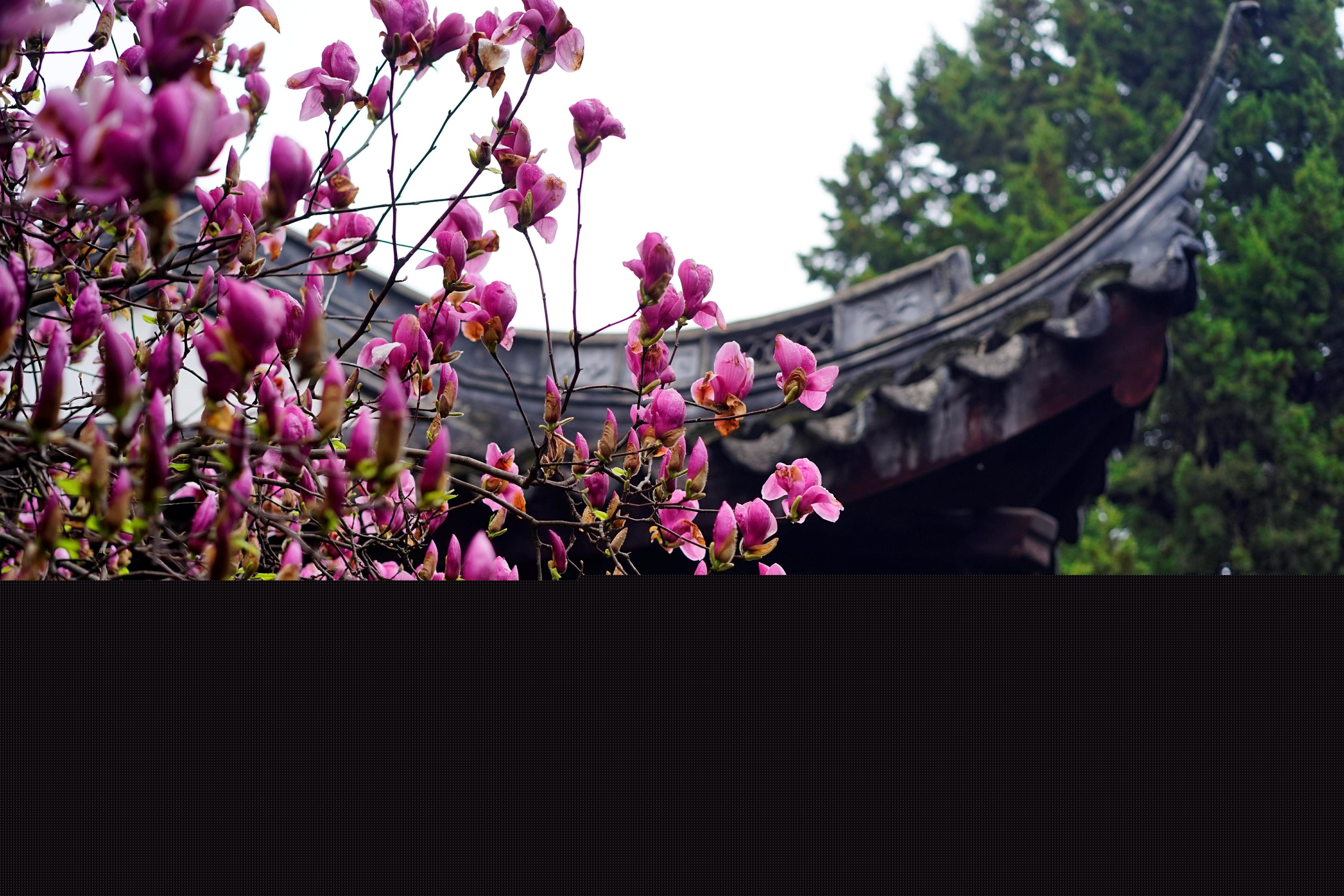 二喬玉蘭為什么叫二喬(二喬玉蘭名字由來) 二喬玉蘭為什么叫二喬(二喬玉蘭名字由來)