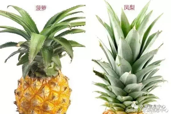 菠蘿的產(chǎn)地有哪些地方(菠蘿的產(chǎn)地和品種介紹) 菠蘿的產(chǎn)地有哪些地方(菠蘿的產(chǎn)地和品種介紹)