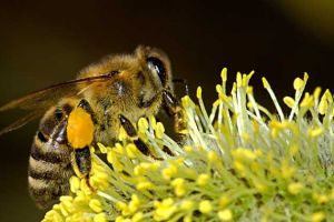 現(xiàn)在養(yǎng)蜜蜂有前景嗎？