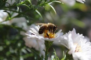 蜜蜂是如何采蜜的？