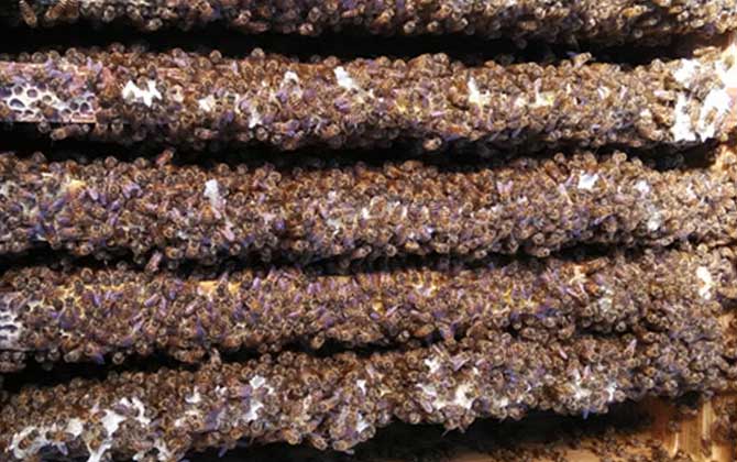 2021年中蜂多少錢一箱？