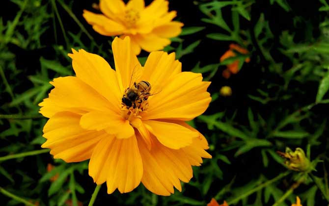 幼年蜂、青年蜂、壯年蜂、老年蜂的區別