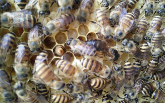 處女蜂王是怎樣交尾的？