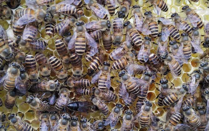 新蜂王出了幾天會分蜂？