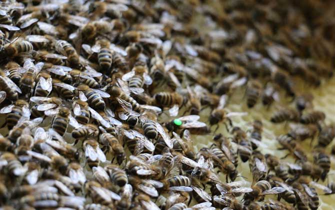 蜂王是公的還是母的？